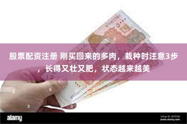 股票配资注册 刚买回来的多肉，栽种时注意3步，长得又壮又肥，状态越来越美